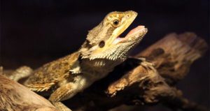 Why Does My Bearded Dragon Keep His Mouth Open? | MyPetCareJoy