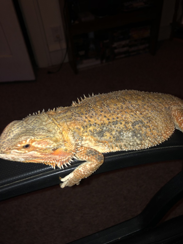 bearded-dragon-sleep