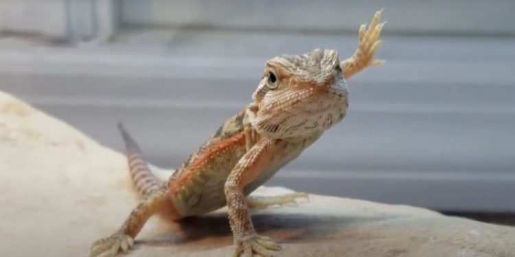 bearded-dragon-waving