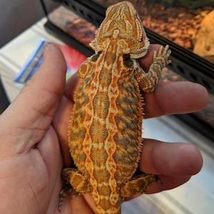 fancy bearded dragons