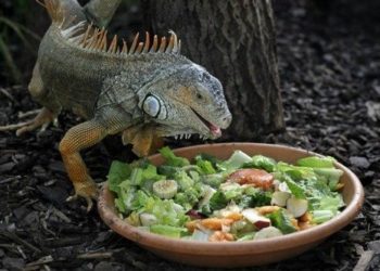 iguana_eating_food