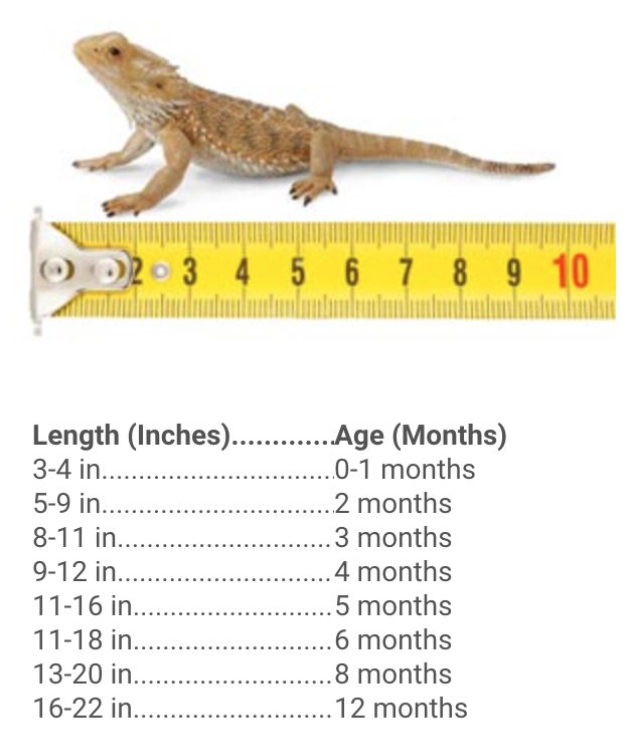 know age of a bearded dragon
