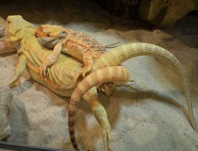 two-bearded-dragons-mating