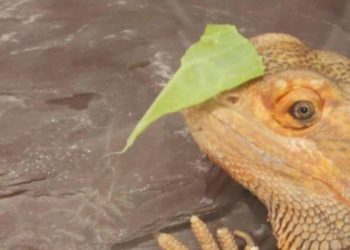 what-vegetables-can-bearded-dragons-eat