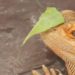 what-vegetables-can-bearded-dragons-eat