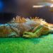 Best-Substrate-For-Iguanas