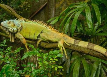 Green-Iguana-In-Cage