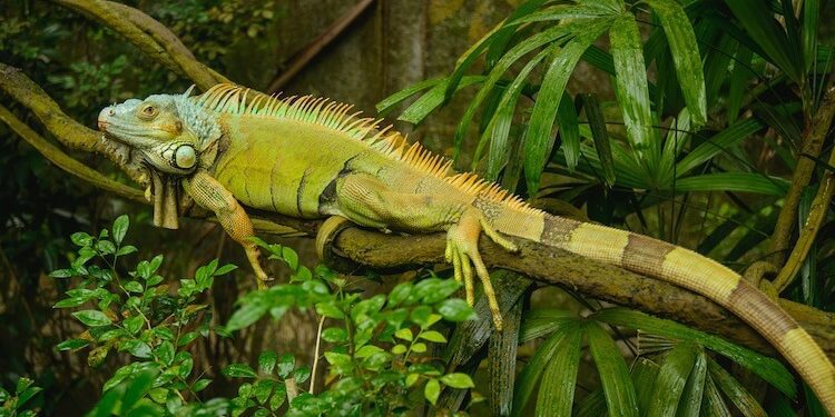 Green-Iguana-In-Cage