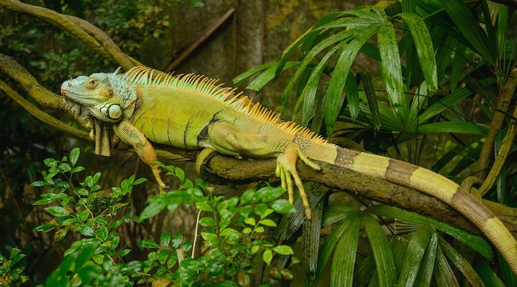 Green Iguana In Cage 