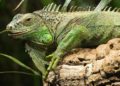 Green-Iguana-Weight