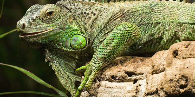 Green-Iguana-Weight