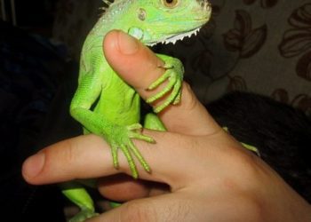 Baby Green iguana