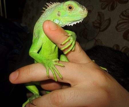 Baby Green iguana