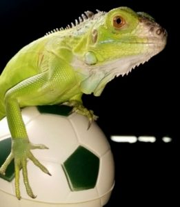 How-To-Play-With-an-Iguana-and-Toys-For-Pet-Iguana