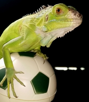 Pet-Iguana