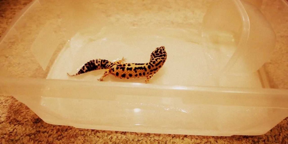 How do I bathe My leopard gecko? MyPetCareJoy
