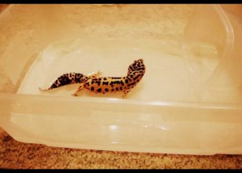 How do you bathe a leopard gecko