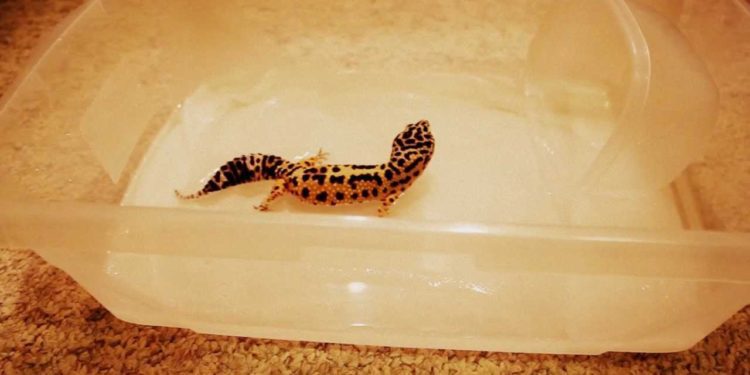 How do you bathe a leopard gecko