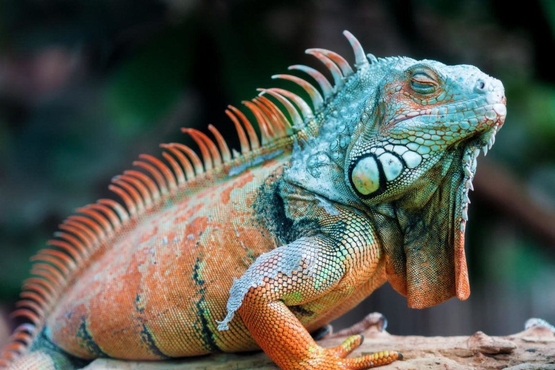 What’s a Better Pet – Bearded Dragon or Iguana? | MyPetCareJoy