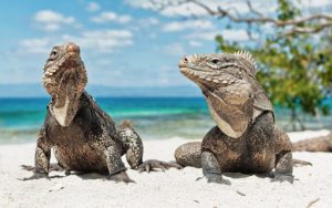 Iguana in Pairs