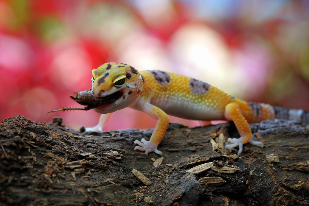 Leopard Geckos Eat