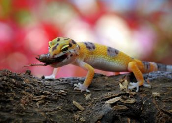 Leopard Geckos Eat