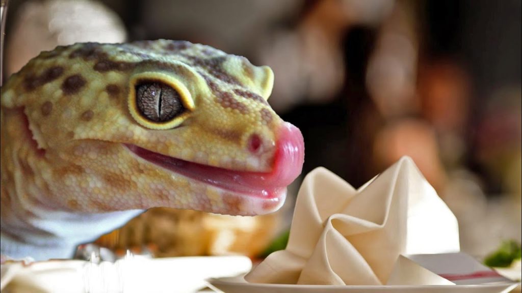 Leopard Geckos Eating