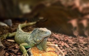 Substrate-for-Iguanas