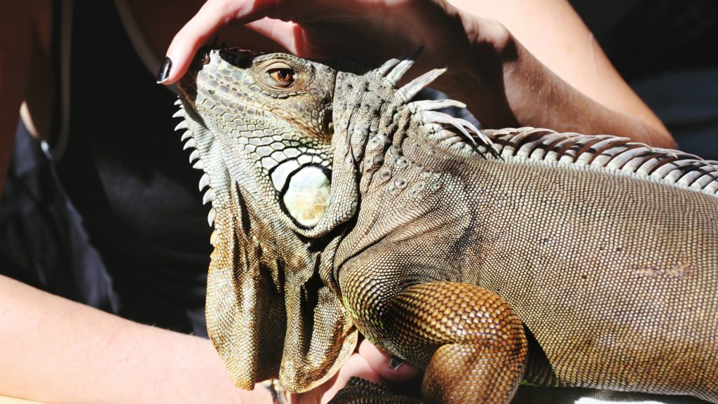 Tame your Iguana