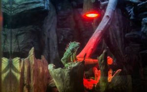 Top-Heat-Lamp-for-Iguanas-Reviews