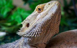 Bearded Dragon