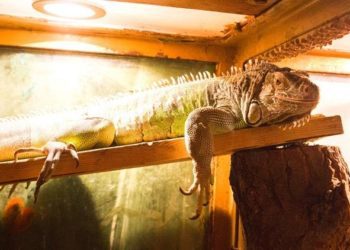 best-heat-lamp-for-iguana-reviews