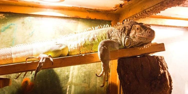 best-heat-lamp-for-iguana-reviews