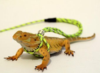 best iguana leash