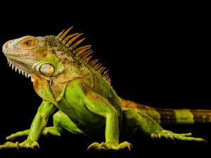 green-iguana