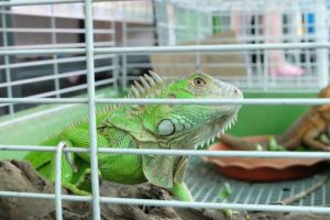 iguana-cage