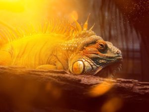 iguana-heating-lighting