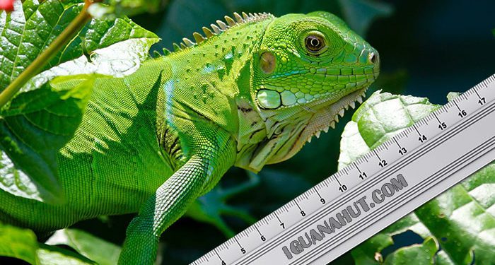 iguana-size-growth-chart
