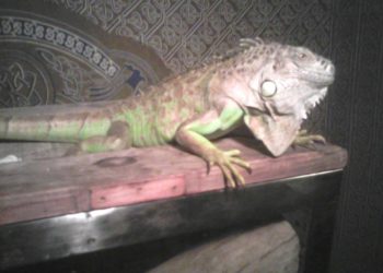 iguana in heat