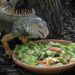 iguana_eating_food