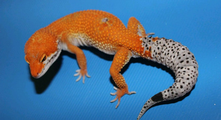 leopard-gecko-morphs-and-variations