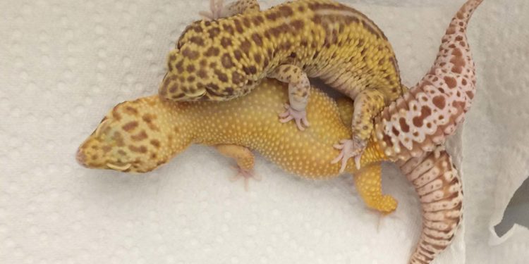 leopard-gecko-on-small-scale