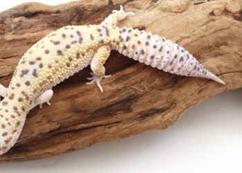 leopard-geckofattail