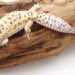 leopard-geckofattail