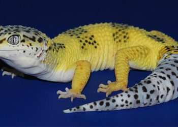 leopard geckos morph