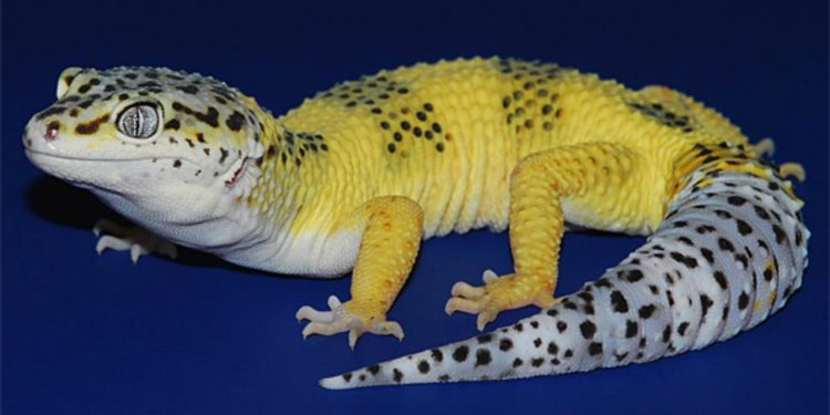 leopard geckos morph