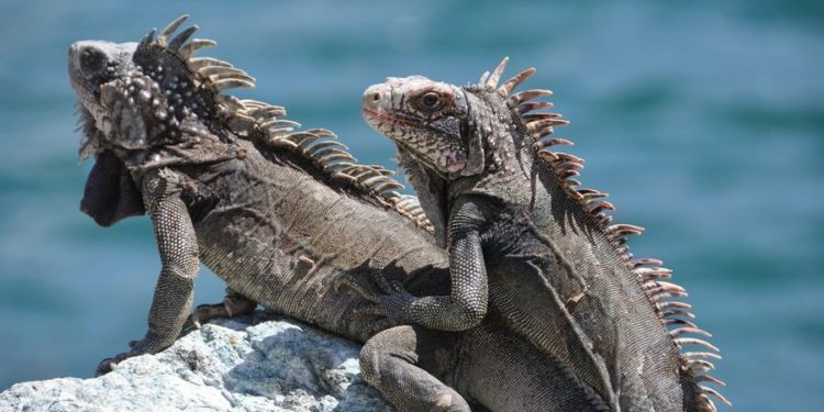pair-iguanas