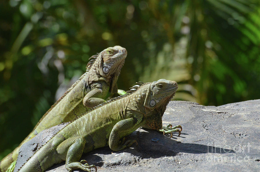 Can You Keep Two Iguanas Together or In Pair? MyPetCareJoy