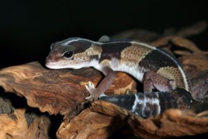 African Fat-tailed Gecko