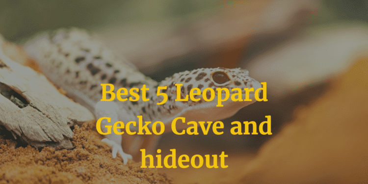 Leopard Gecko Cave and hideout